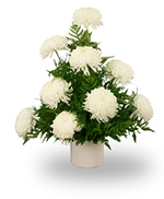 Chrysanthemum arrangement